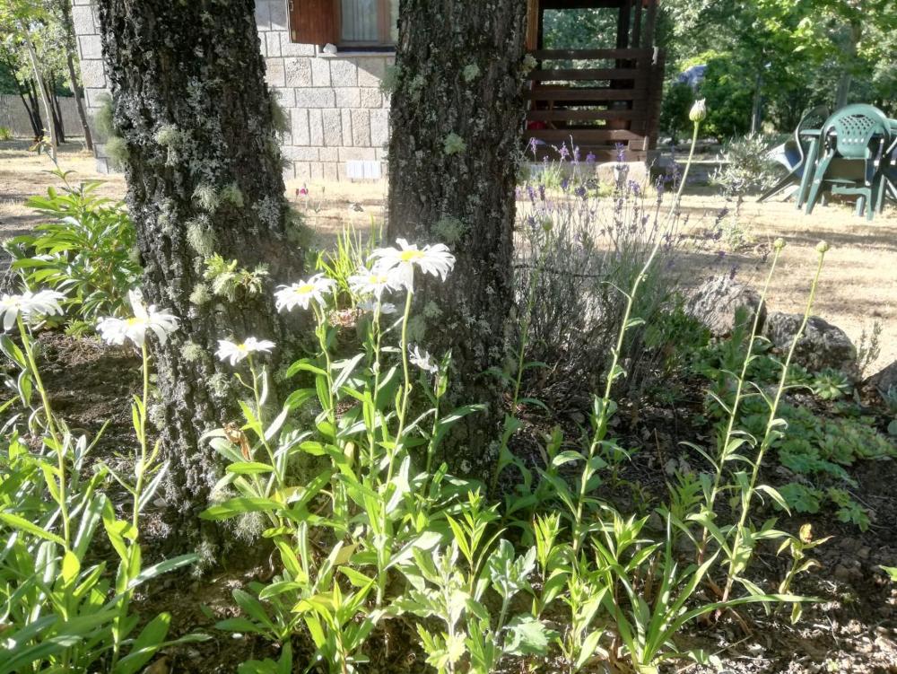 Cabañas Vallecino